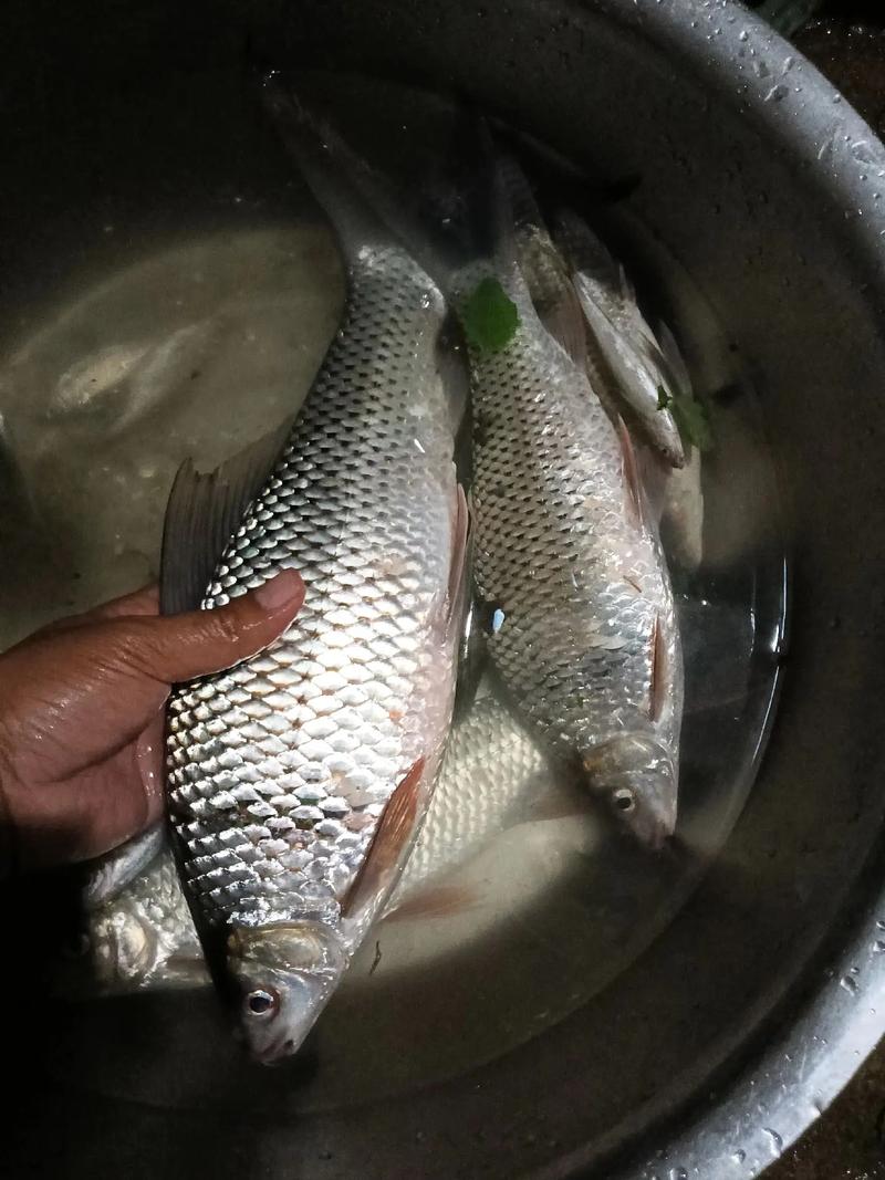 羅非魚咬口PE線選擇_羅非魚北方自然水域分布_南方羅非魚土鯪如何釣?這樣釣收獲滿滿的