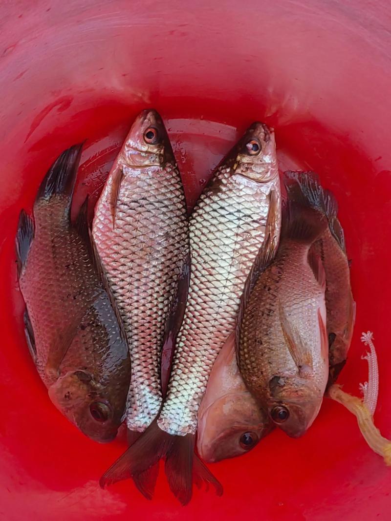 羅非魚北方自然水域分布_南方羅非魚土鯪如何釣?這樣釣收獲滿滿的_羅非魚咬口PE線選擇