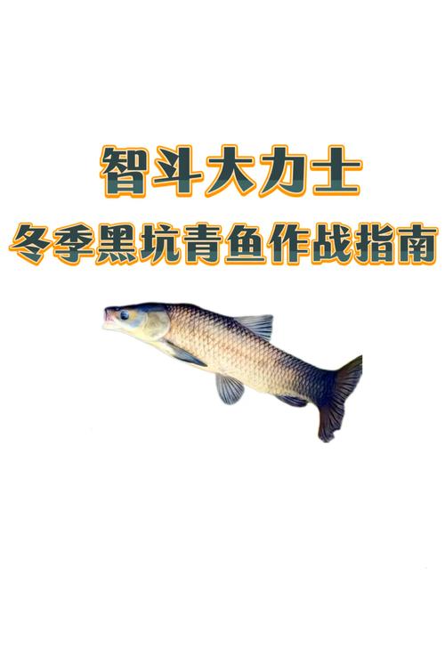 黑坑垂釣青魚技巧_黑坑青魚釣竿選擇_釣青魚用什么餌最好