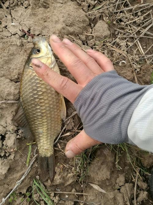 釣鯽魚蚯蚓技巧_長竿短線釣草窩蚯蚓餌料釣鯽魚_蚯蚓釣鯽魚細節