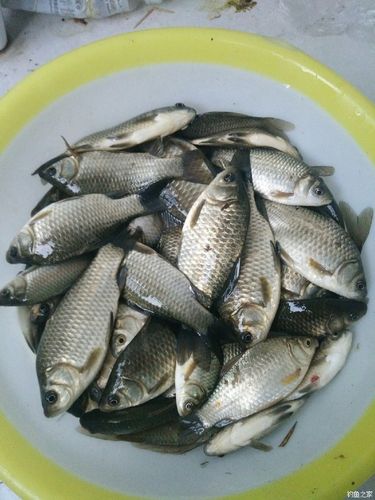 蚯蚓釣鯽魚細節_釣鯽魚蚯蚓技巧_長竿短線釣草窩蚯蚓餌料釣鯽魚