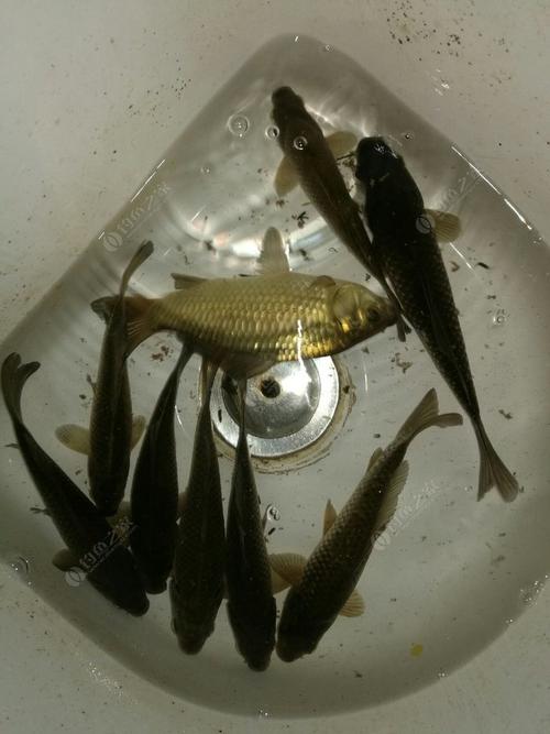 釣鯽魚蚯蚓技巧_長竿短線釣草窩蚯蚓餌料釣鯽魚_蚯蚓釣鯽魚細節