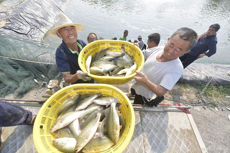松江鱸魚_松江四鰓鱸繁育基地_松江四鰓鱸保種技術