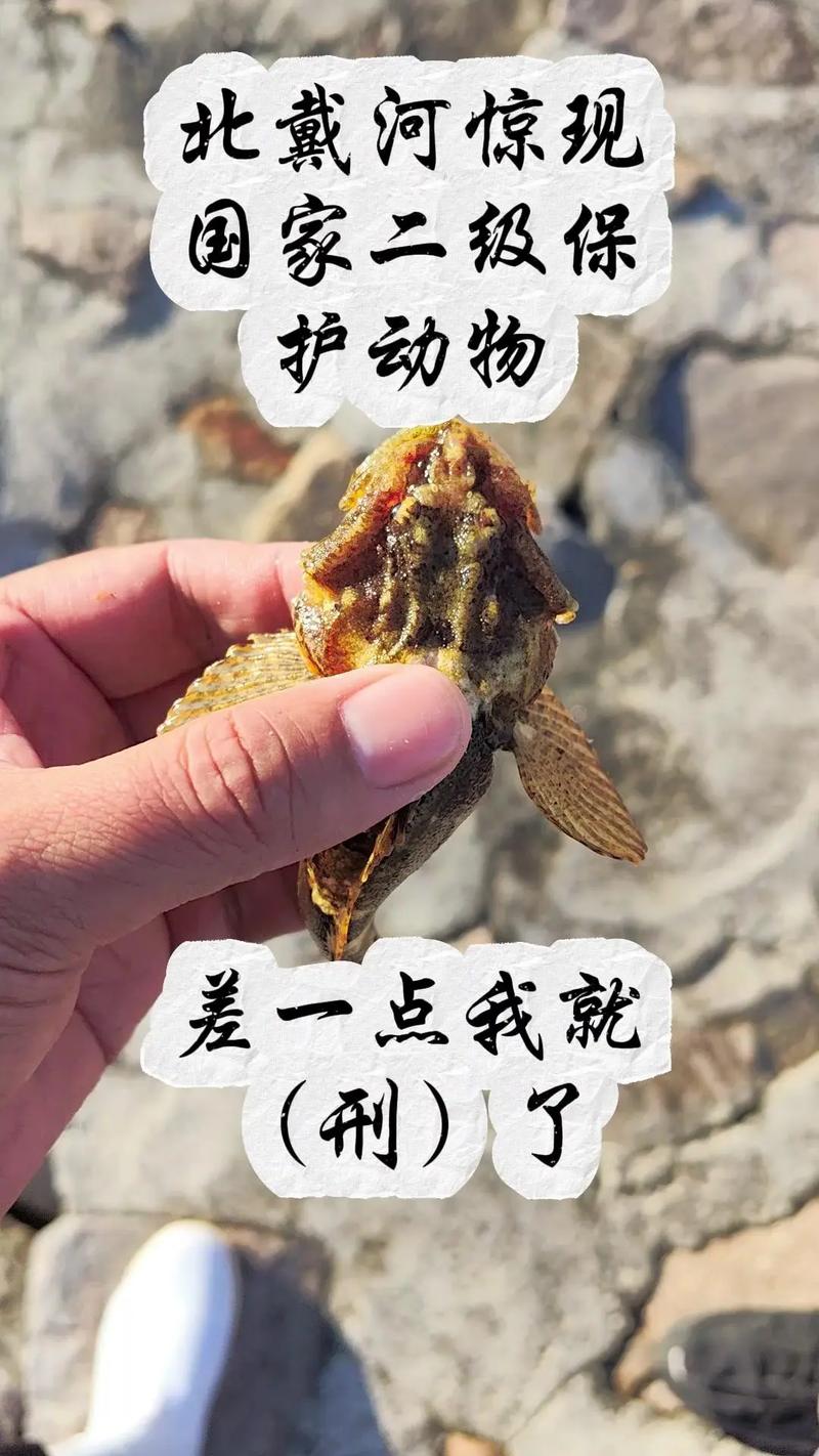 松江鱸魚_松江四鰓鱸繁育基地_松江四鰓鱸保種技術