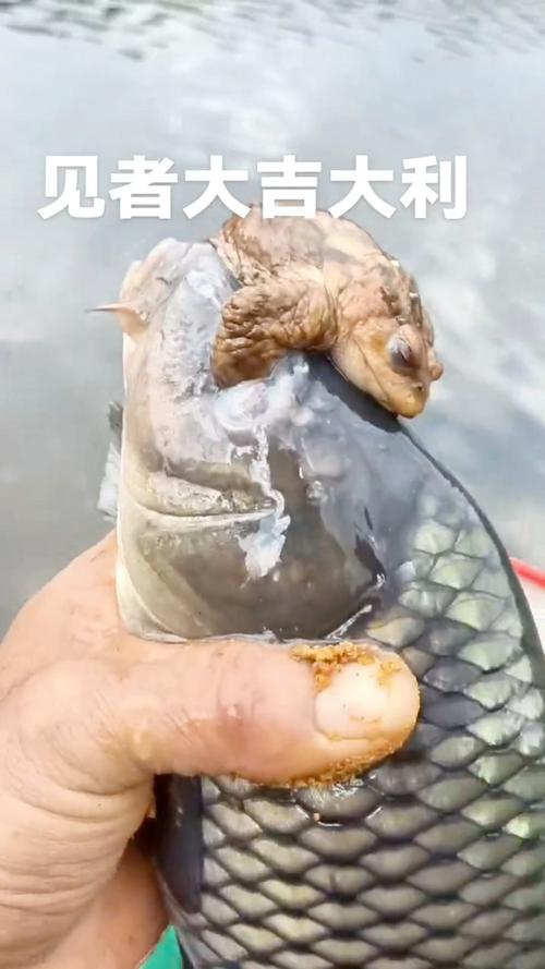 金蟾抱鯉_金蟾抱鯉 罕見現象 民間俗語