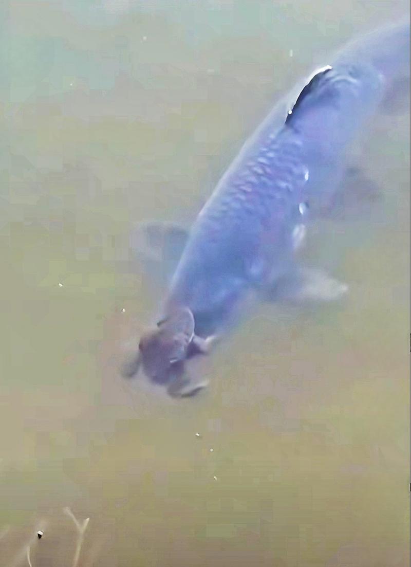 金蟾抱鯉_金蟾抱鯉 罕見現象 民間俗語