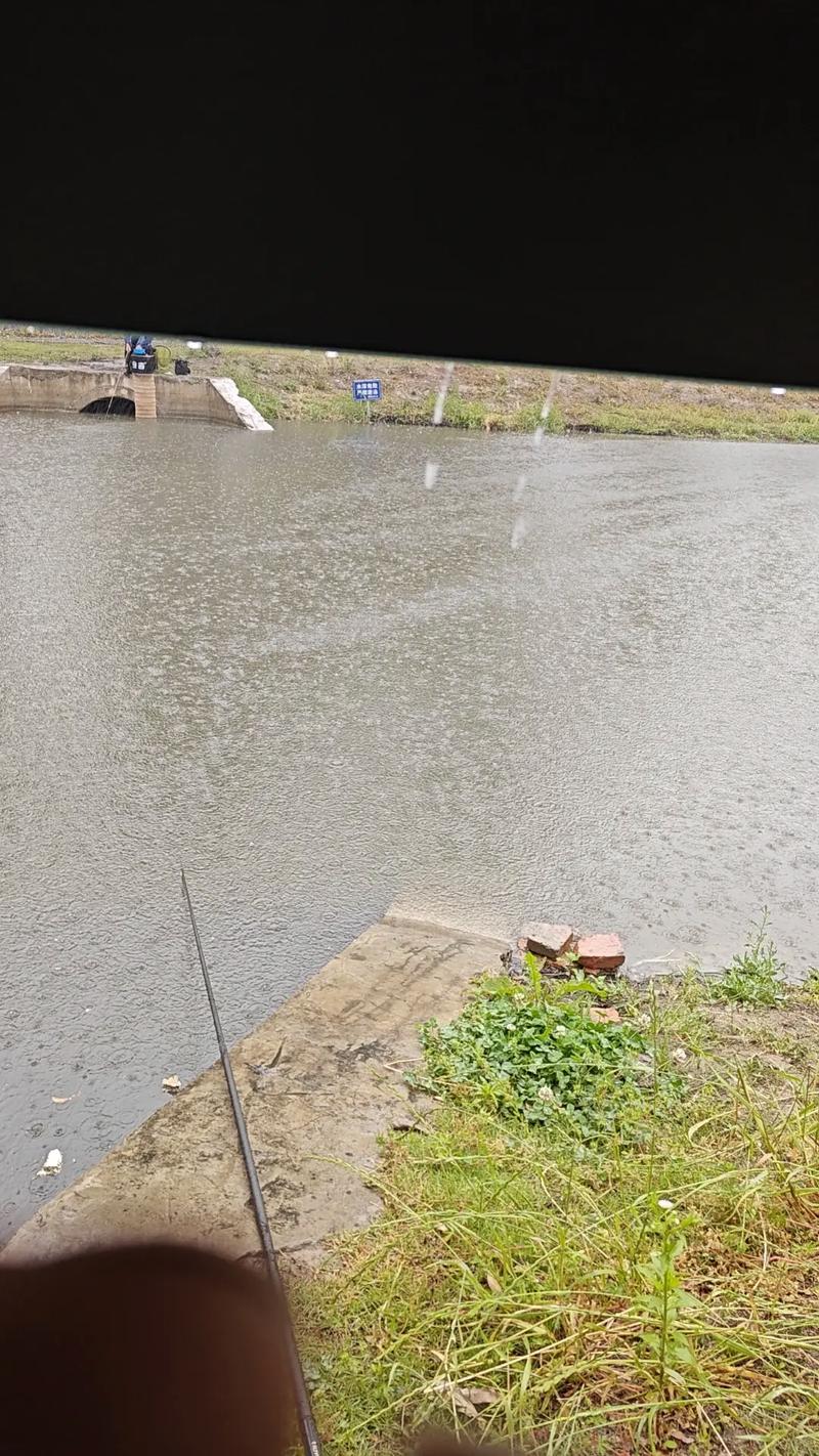 雨中釣魚_雨天 水庫 釣魚_釣鰱魚
