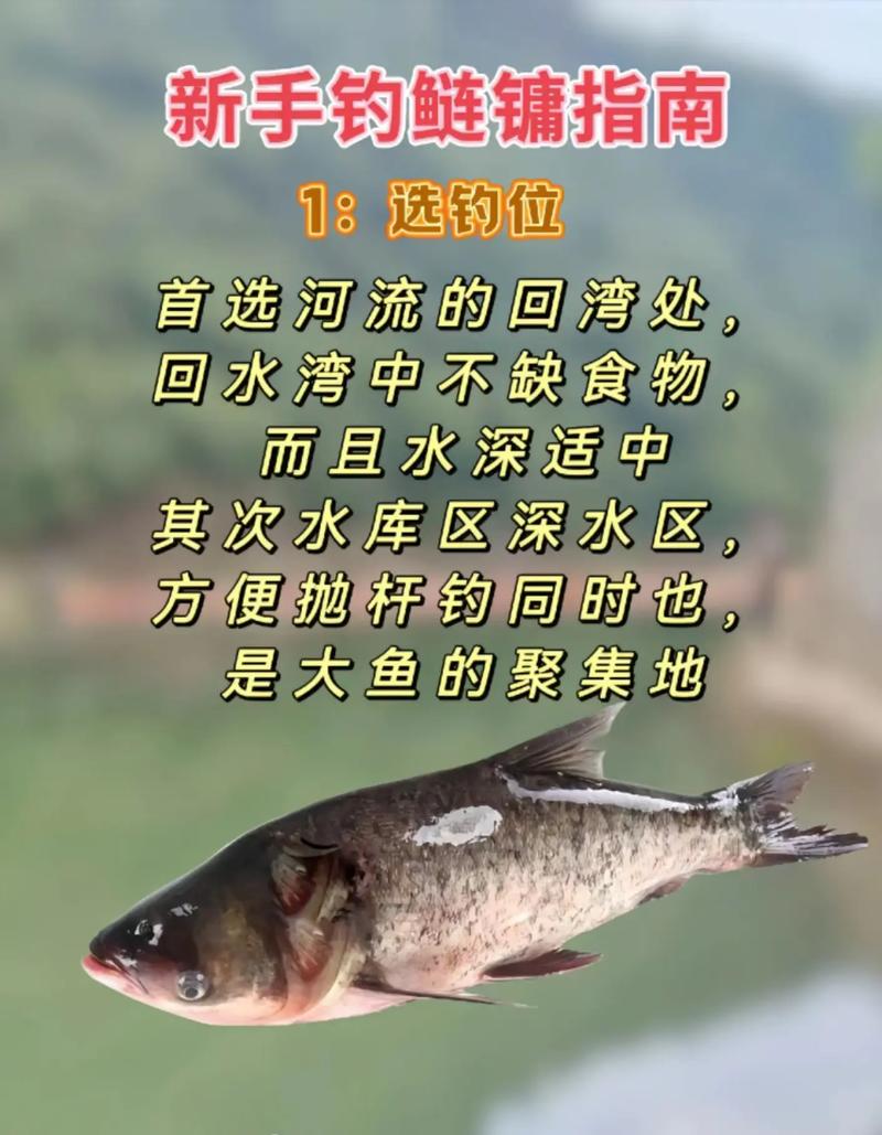 初夏野釣鰱鳙技巧_鰱鳙餌料窩料選擇_初夏河流用什么餌料釣魚呢