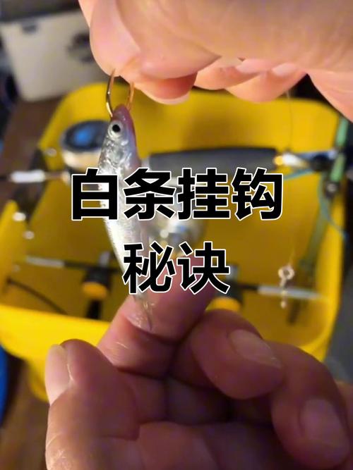 白條釣組配置_釣魚釣魚技巧_釣白條技巧