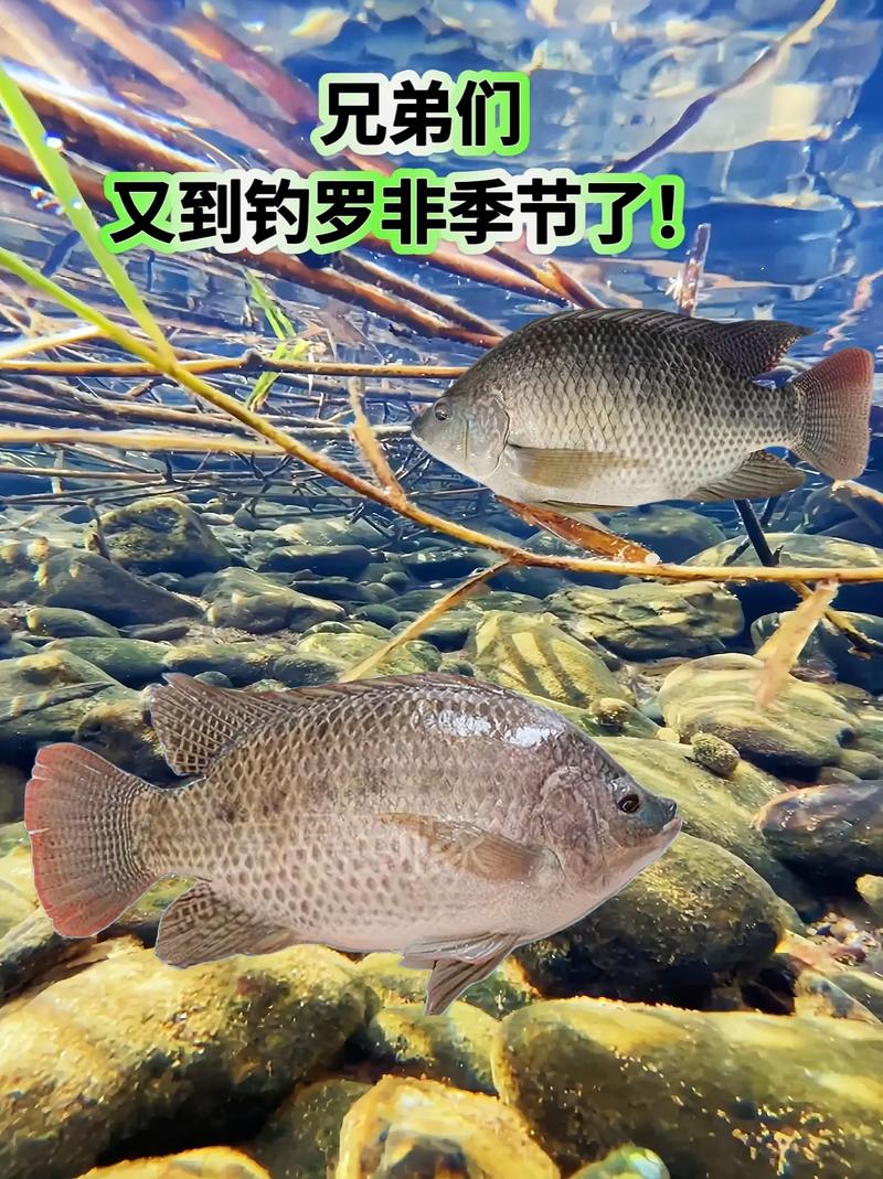 自制野釣大羅非料_深秋野釣大羅非_羅非魚最佳釣點選擇