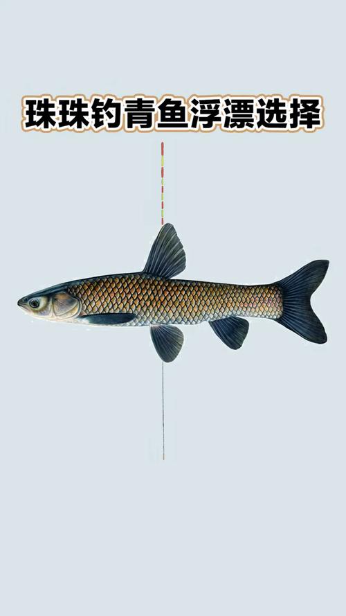 臺釣青魚調漂技巧_臺釣看漂練習_青魚進食特點分析