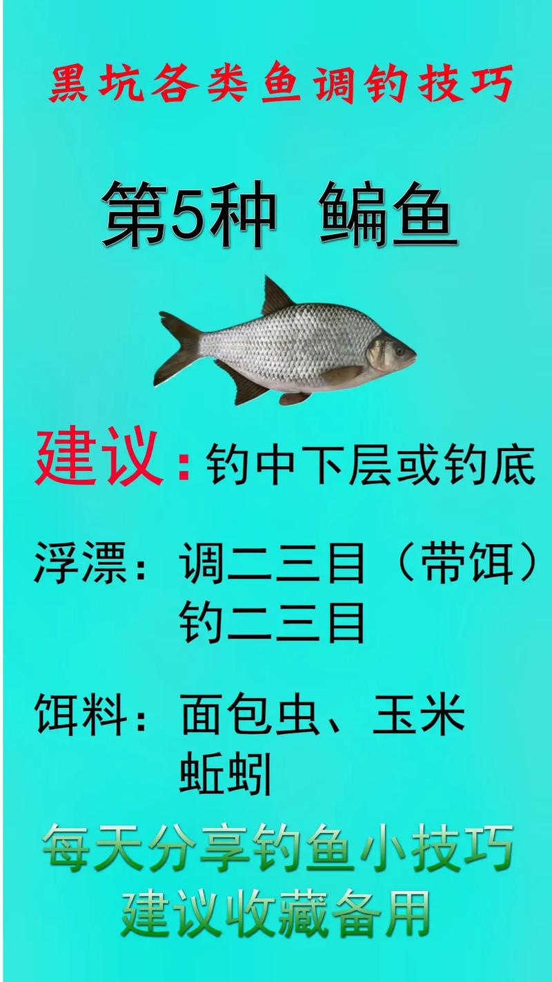 高手分享黑坑釣魚的六個實戰技巧必看_黑坑魚塘為什么叫黑坑_黑坑老板常用伎倆