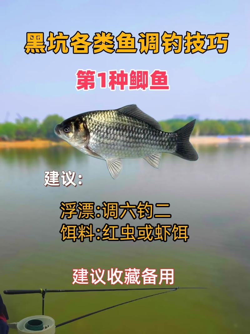 黑坑魚塘為什么叫黑坑_高手分享黑坑釣魚的六個實戰技巧必看_黑坑老板常用伎倆