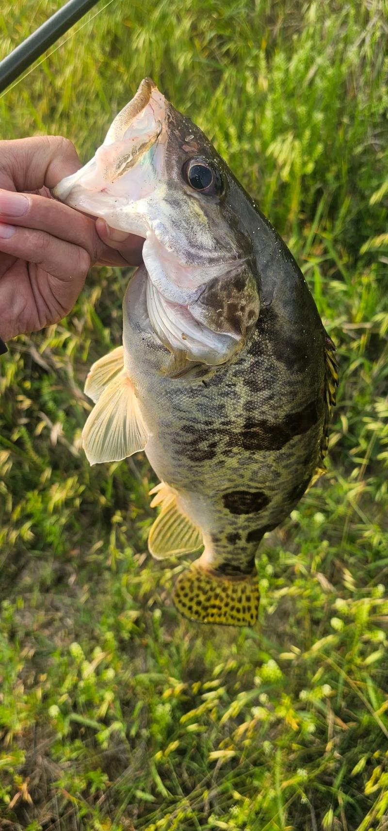 鱖魚路亞餌選擇_高手分享路亞鱖魚的技巧_釣鱖魚技巧