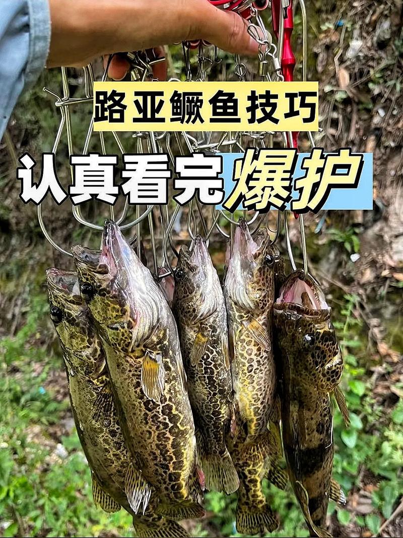 釣鱖魚技巧_鱖魚路亞餌選擇_高手分享路亞鱖魚的技巧