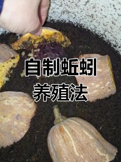釣魚人怎樣養蚯蚓_如何養出鮮艷有活力的蚯蚓_在家養蚯蚓的方法