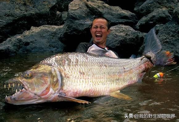 巨型非洲食人魚_非洲巨型食人魚_Hydrocynus goliath