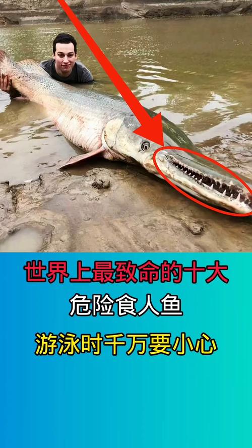 Hydrocynus goliath_非洲巨型食人魚_巨型非洲食人魚