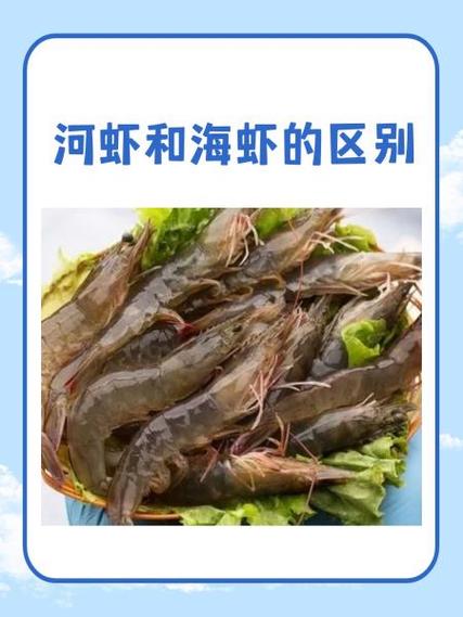 青蝦與對蝦對比_河蝦與海蝦區別_河蝦是什么動物