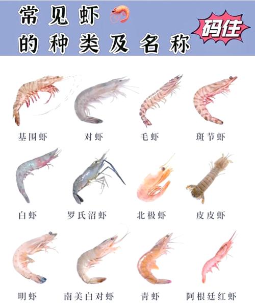 河蝦是什么動物_河蝦與海蝦區別_青蝦與對蝦對比