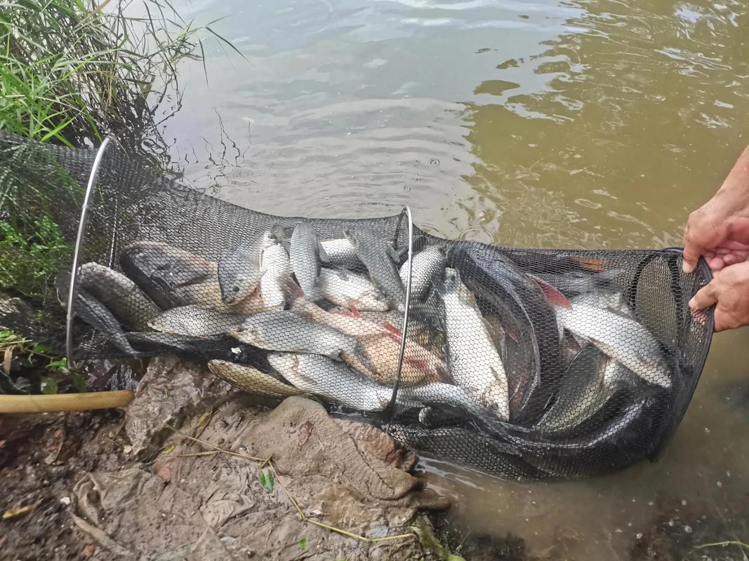 野釣為什么不好釣_魚越來越難釣的原因_釣魚人思維偏差對魚難釣的影響