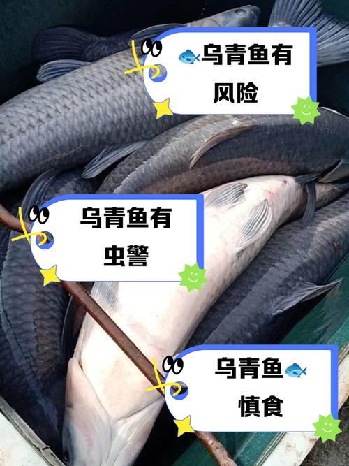 黑坑為什么禁用花生釣青魚_水煮花生釣鯉魚_花生餌料禁用