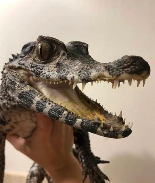 鱷魚進化史_恒河鱷是什么動物_鱷魚寵物養殖