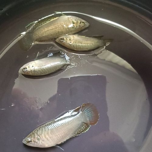 中華圓尾斗魚_圓尾斗魚外形特征_圓尾斗魚棲息環境