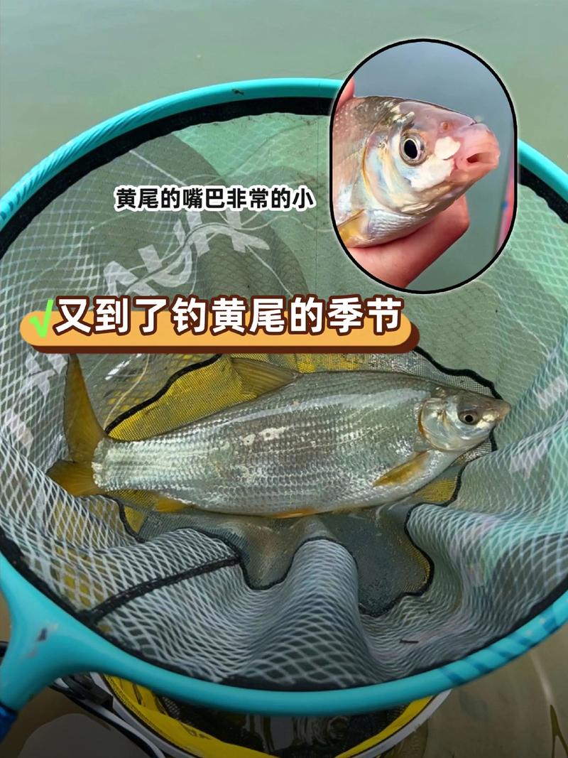 水庫釣黃尾魚技巧_水庫拉餌釣魚技巧_黃尾鲴臺釣方法