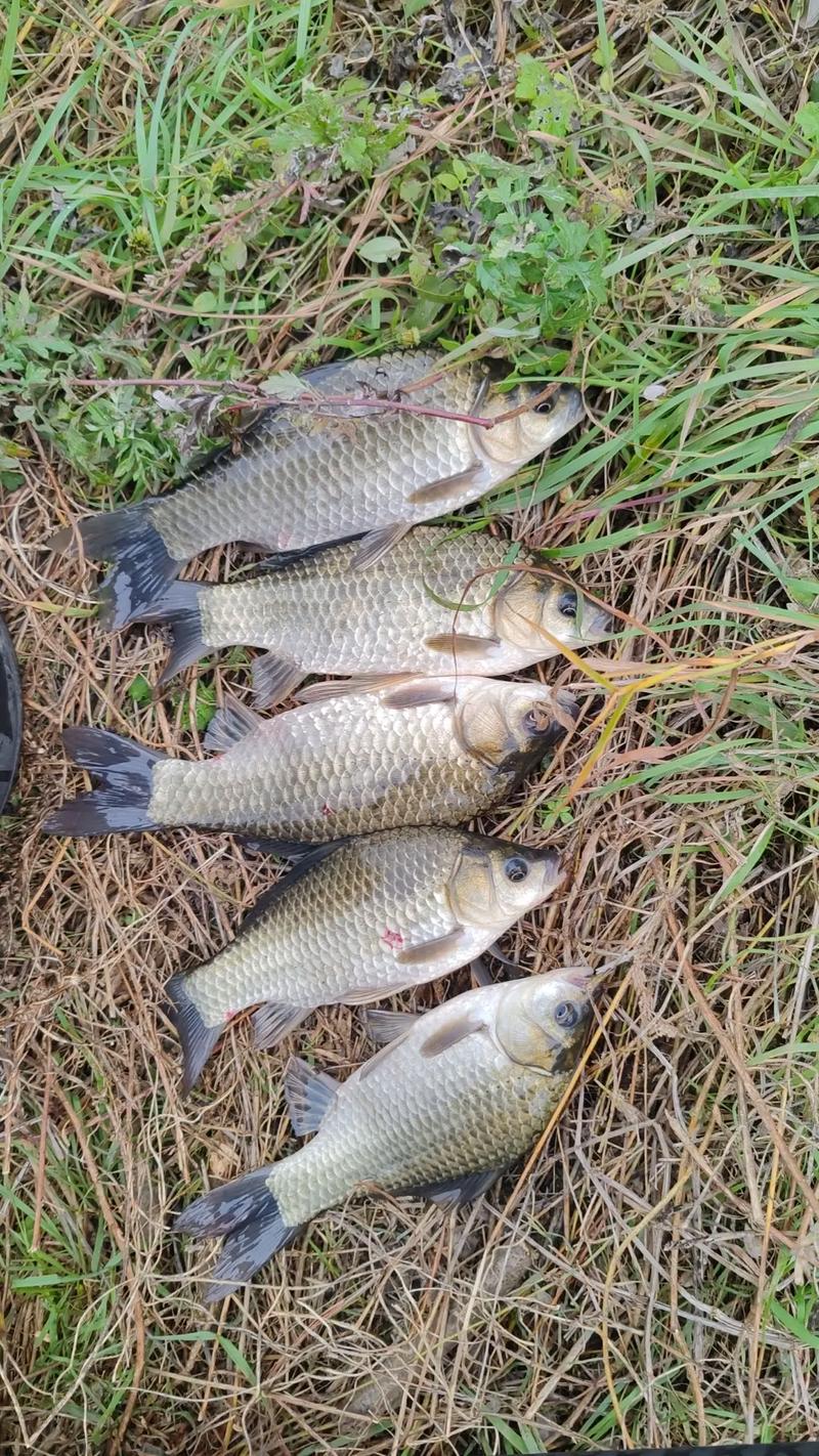 冬天自然水域釣魚技巧_野釣釣位選擇技巧_冬釣鯽魚鯉魚