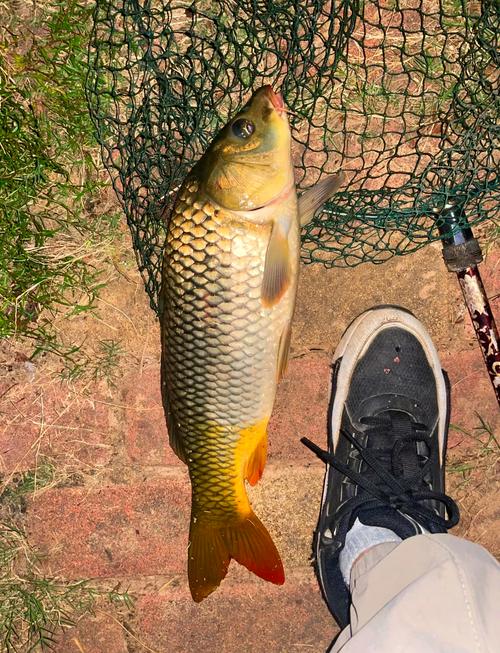 冬釣鯽魚鯉魚_冬天自然水域釣魚技巧_野釣釣位選擇技巧