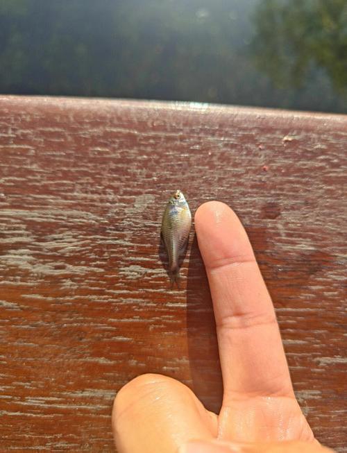 冬天怎樣野釣鯽魚_小物釣 小型魚類垂釣 釣小魚裝備
