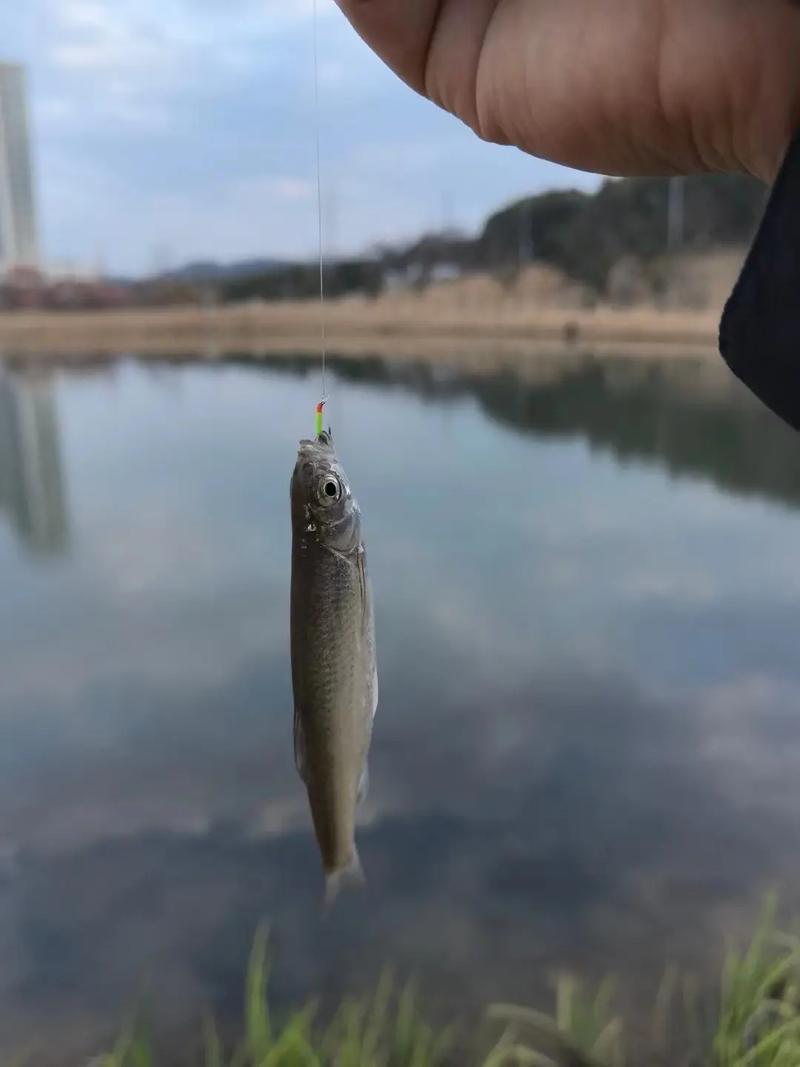 冬天怎樣野釣鯽魚_小物釣 小型魚類垂釣 釣小魚裝備