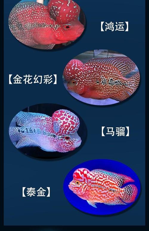 紅馬羅漢魚起頭條件_紅馬羅漢魚體長范圍_紅馬羅漢魚圖片