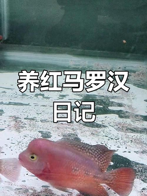 紅馬羅漢魚起頭條件_紅馬羅漢魚圖片_紅馬羅漢魚體長范圍