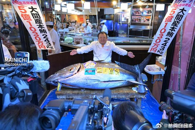 藍鰭金槍魚圖片_日本藍鰭金槍魚市場供需分析_日本新鮮藍鰭金槍魚價格漲勢