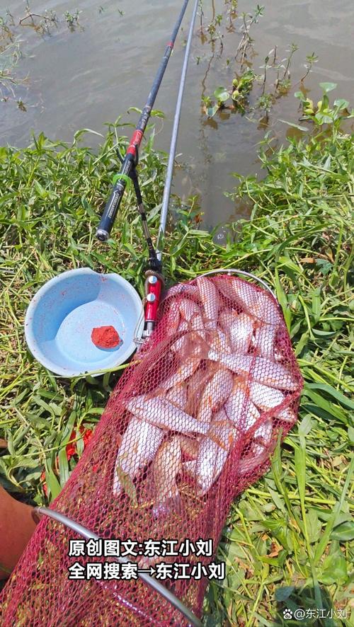 廣州土鯪魚釣點_釣到3斤土鯪魚的經歷_土鯪魚圖片