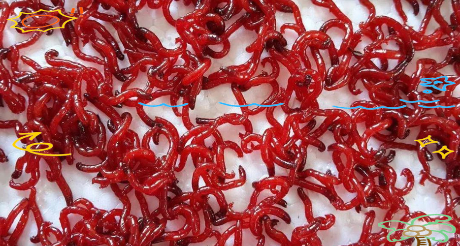 紅線蟲是什么動物_紅線蟲誘釣效果使用方法_紅線蟲釣餌性能