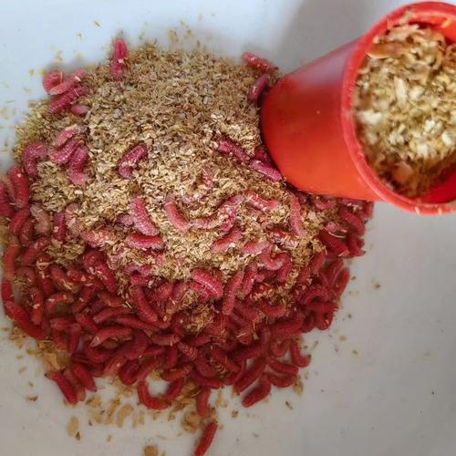 紅線蟲釣餌性能_紅線蟲是什么動物_紅線蟲誘釣效果使用方法