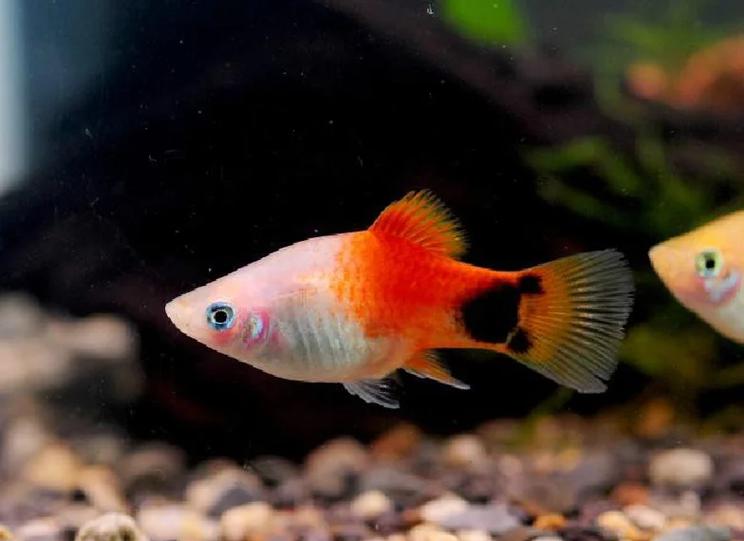 月光魚品種分類_紅月光魚是什么魚_月光魚形態特征