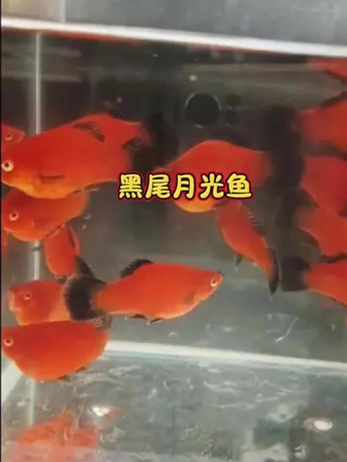 月光魚形態特征_紅月光魚是什么魚_月光魚品種分類