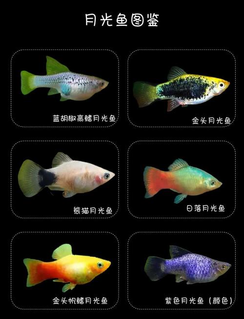 月光魚品種分類_月光魚形態特征_紅月光魚是什么魚