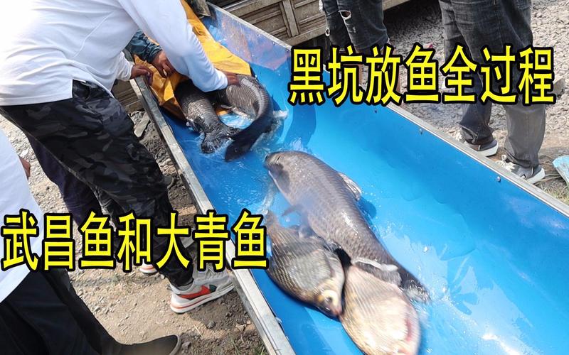 黑坑放魚不實問題_黑坑釣魚現狀_黑坑暴雨過后好釣魚嗎