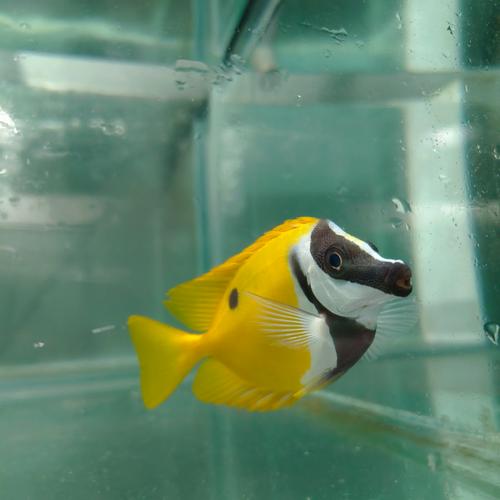 狐貍魚養殖技巧_狐貍魚是什么魚_狐貍魚種類數量