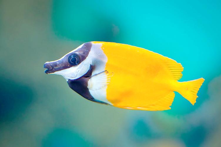 狐貍魚種類數量_狐貍魚是什么魚_狐貍魚養殖技巧