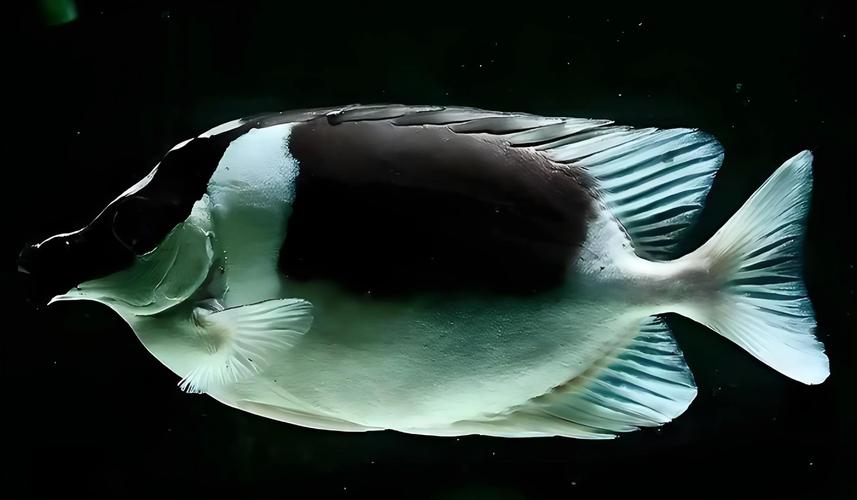 狐貍魚是什么魚_狐貍魚種類數量_狐貍魚養殖技巧