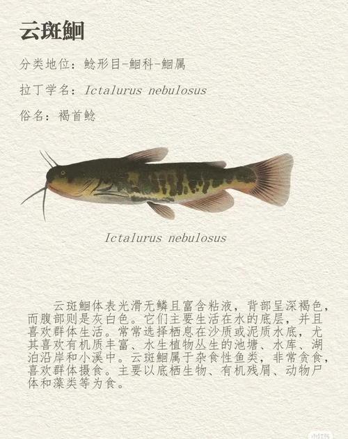 胡子鯰和鯰魚的區別_鯰魚歷史_土鯰魚與胡子鯰區別
