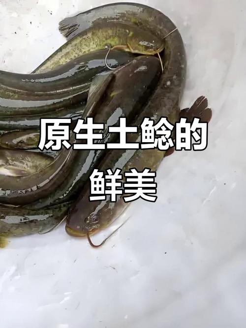 土鯰魚與胡子鯰區別_鯰魚歷史_胡子鯰和鯰魚的區別