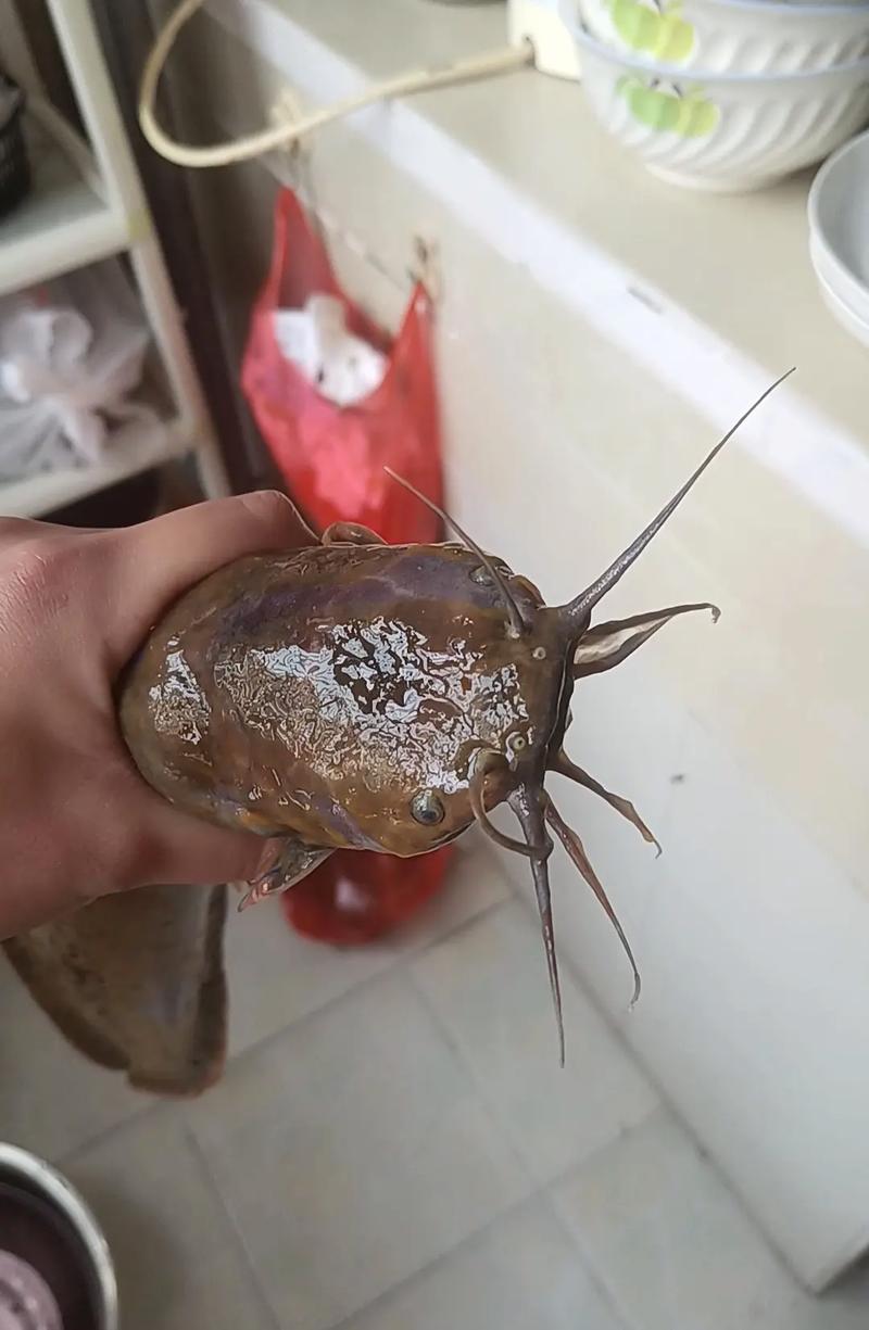 大口鯰與革胡子鯰的區別_鯰魚種類介紹_胡子鯰是什么魚