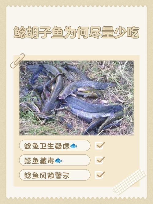 鯰魚種類介紹_胡子鯰是什么魚_大口鯰與革胡子鯰的區別